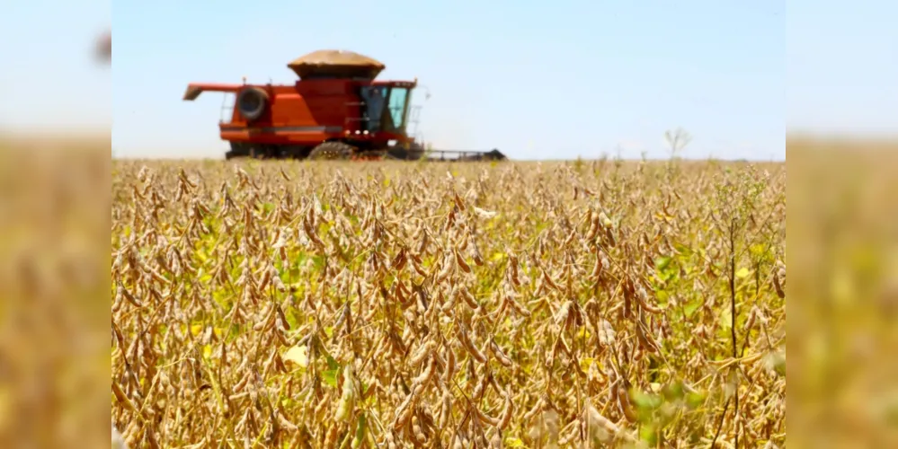 Imagem ilustrativa da imagem Preços da soja ao produtor sobem 155% em 5 anos