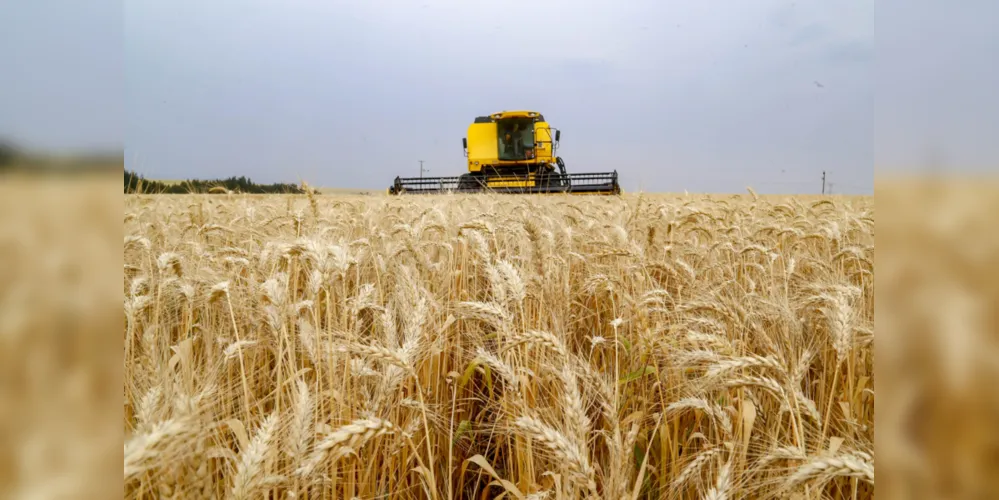 Plantação de trigo, região de Tibagi