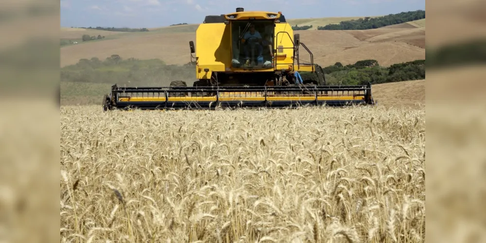 Imagem ilustrativa da imagem Condições climáticas reduzem produtividade do trigo no PR