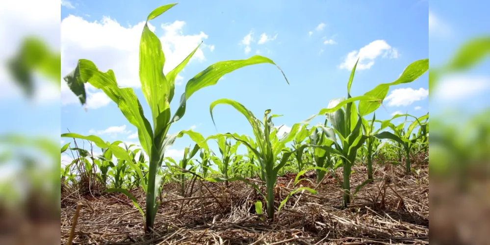 Imagem ilustrativa da imagem Plantio da 1ª safra de milho está encerrada no Paraná