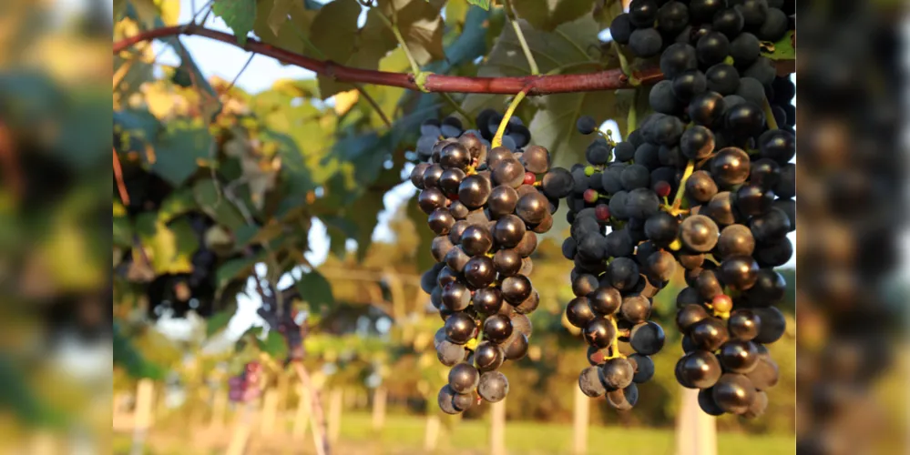 Plantação de uva. Foto: Gilson Abreu/AEN