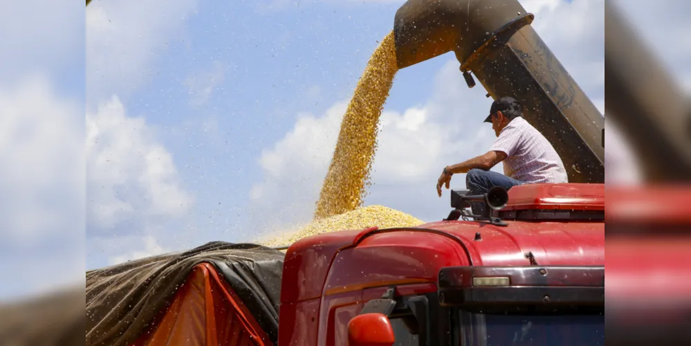 Imagem ilustrativa da imagem Colheita de milho no Paraná supera 60 mil hectares