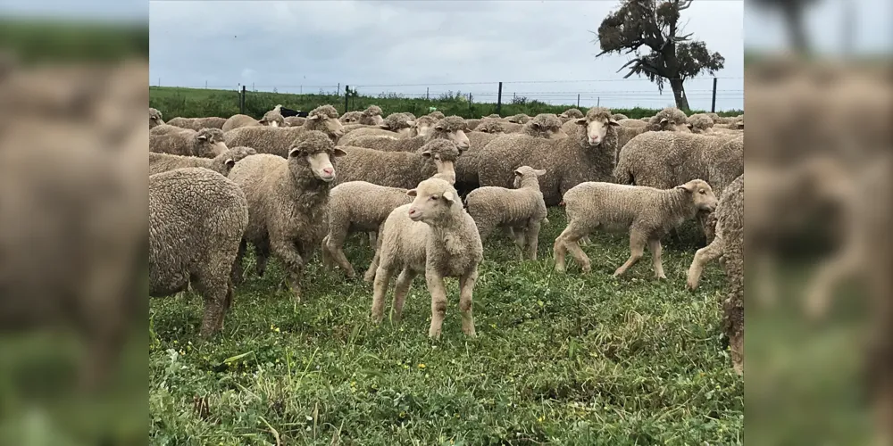 A medida também está sendo estudada porque o Paraná possui o oitavo maior rebanho de ovinos do Brasil