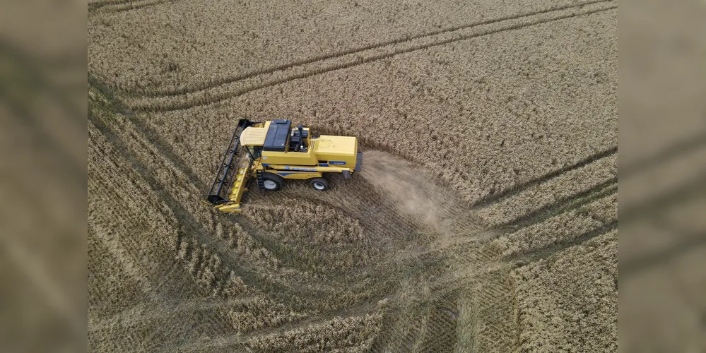 Tibagi colheu mais de 92 mil toneladas de trigo no ano passado