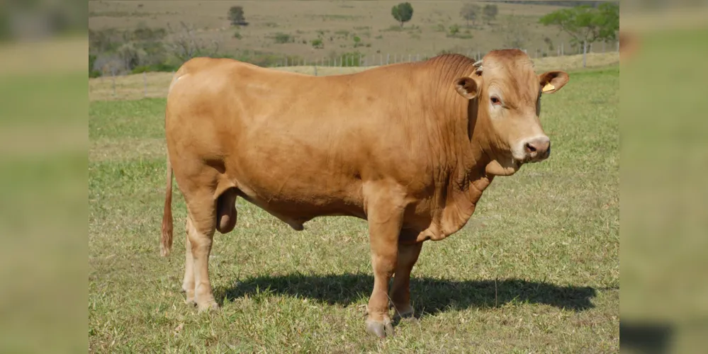 Associação dos Criadores de Purunã está promovendo um amplo recadastramento dos animais puros ou cruzados para uma uma detalhada avaliação genética. Objetivo é saber não só a dimensão, mas também a qualidade do rebanho, cuja raça foi desenvolvida pelo IDR-Paraná.