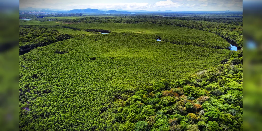 Em todo Estado, queda de desmatamento foi de 500 hectares