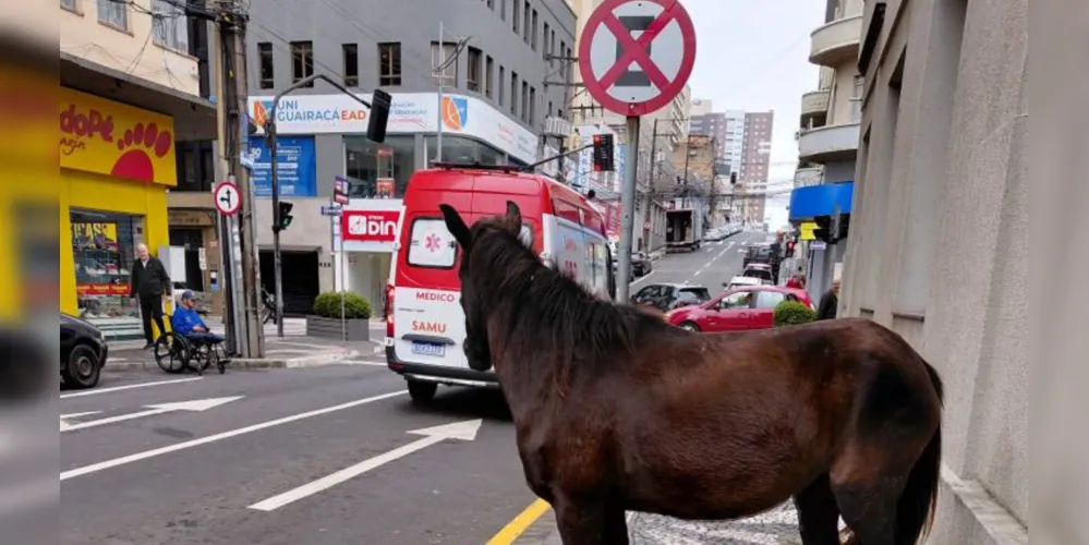 O animal estava em cima da calçada na rua Coronel Dulcídio, próximo à esquina do cruzamento com a avenida Vicente Machado