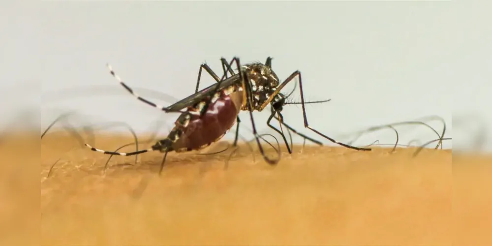 396 municípios já apresentaram notificações da doença, transmitida pelo mosquito Aedes aegypti
