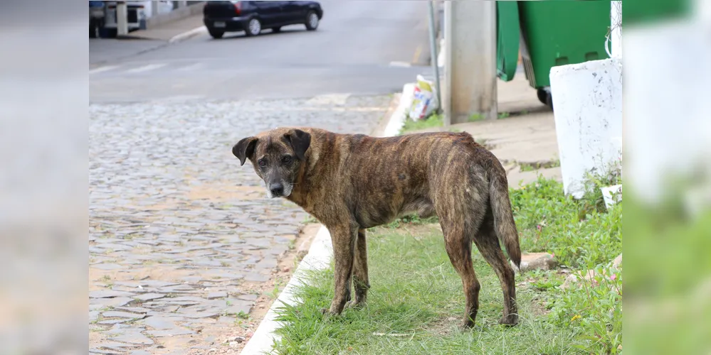 A multa se aplica a tutores de cães de qualquer raça ou porte